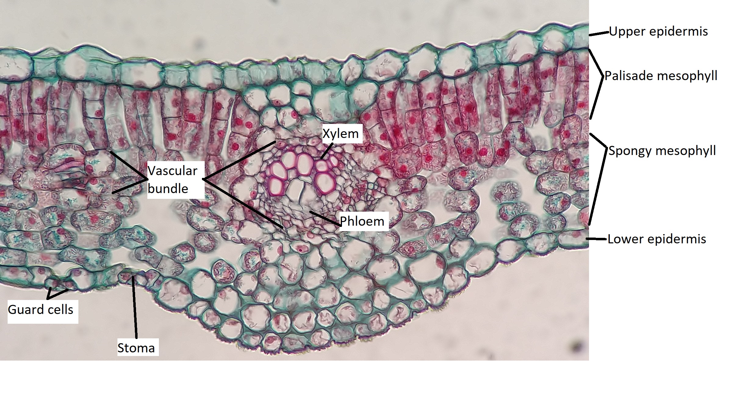 A labeled cross section through a eudicot leaf