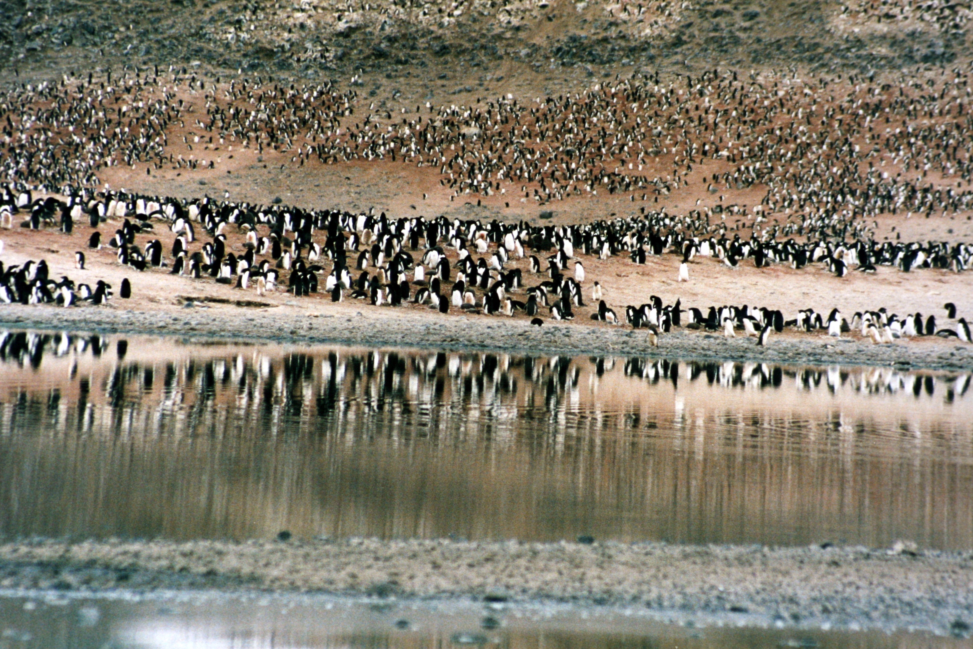 Pingüinos Adelie en el cabo Adare en el mar de Ross, Antártida. Muchos pingüinos están dispersos sobre el suelo y las rocas junto a un cuerpo de agua.