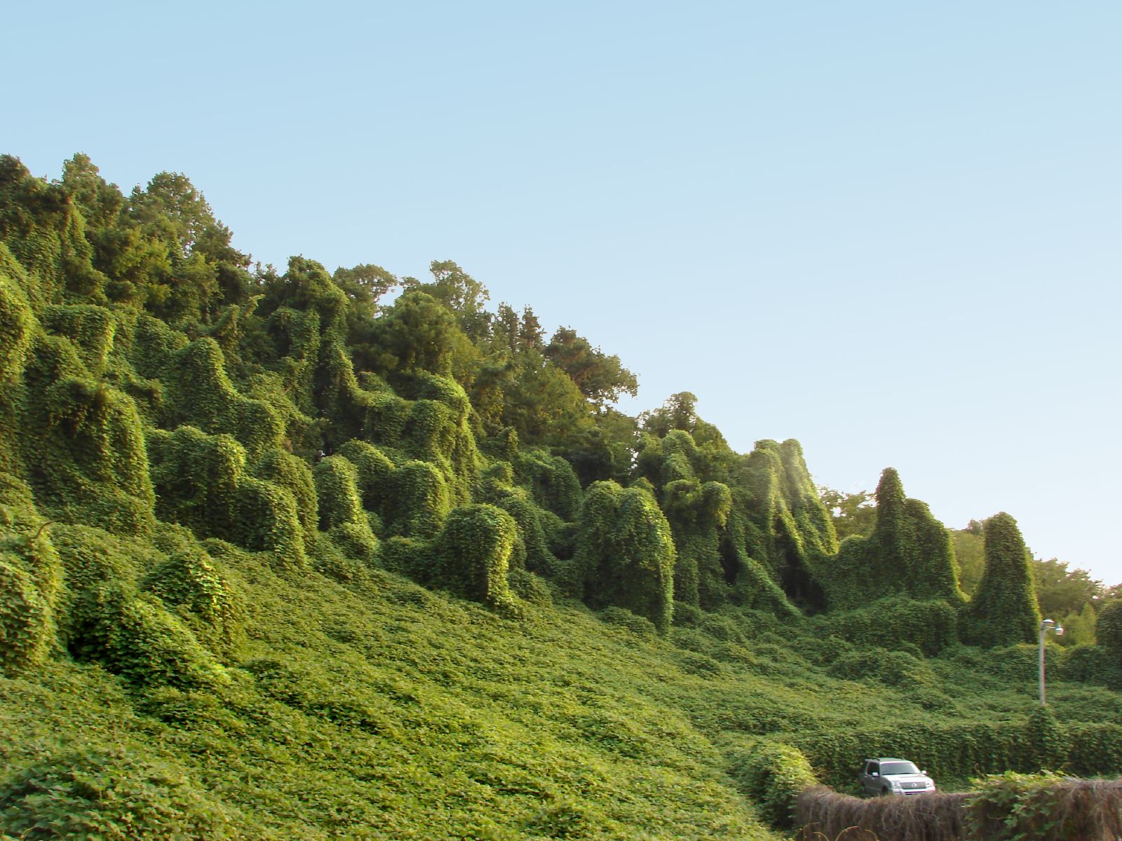 The vine kudzu grows over trees and other structures along a slope, totally covering them.