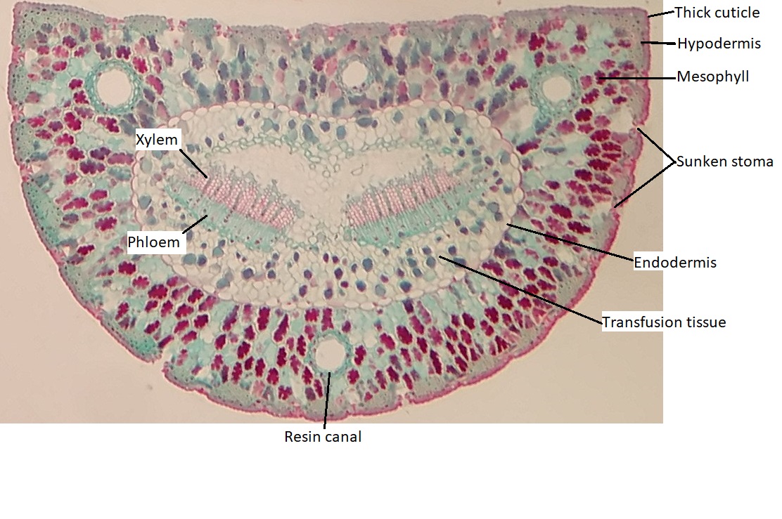 A labeled cross section of a pine needle