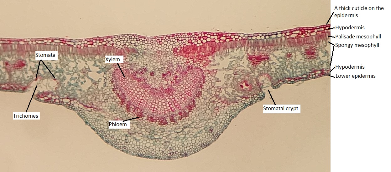 A labeled cross section of a xerophytic leaf midrib