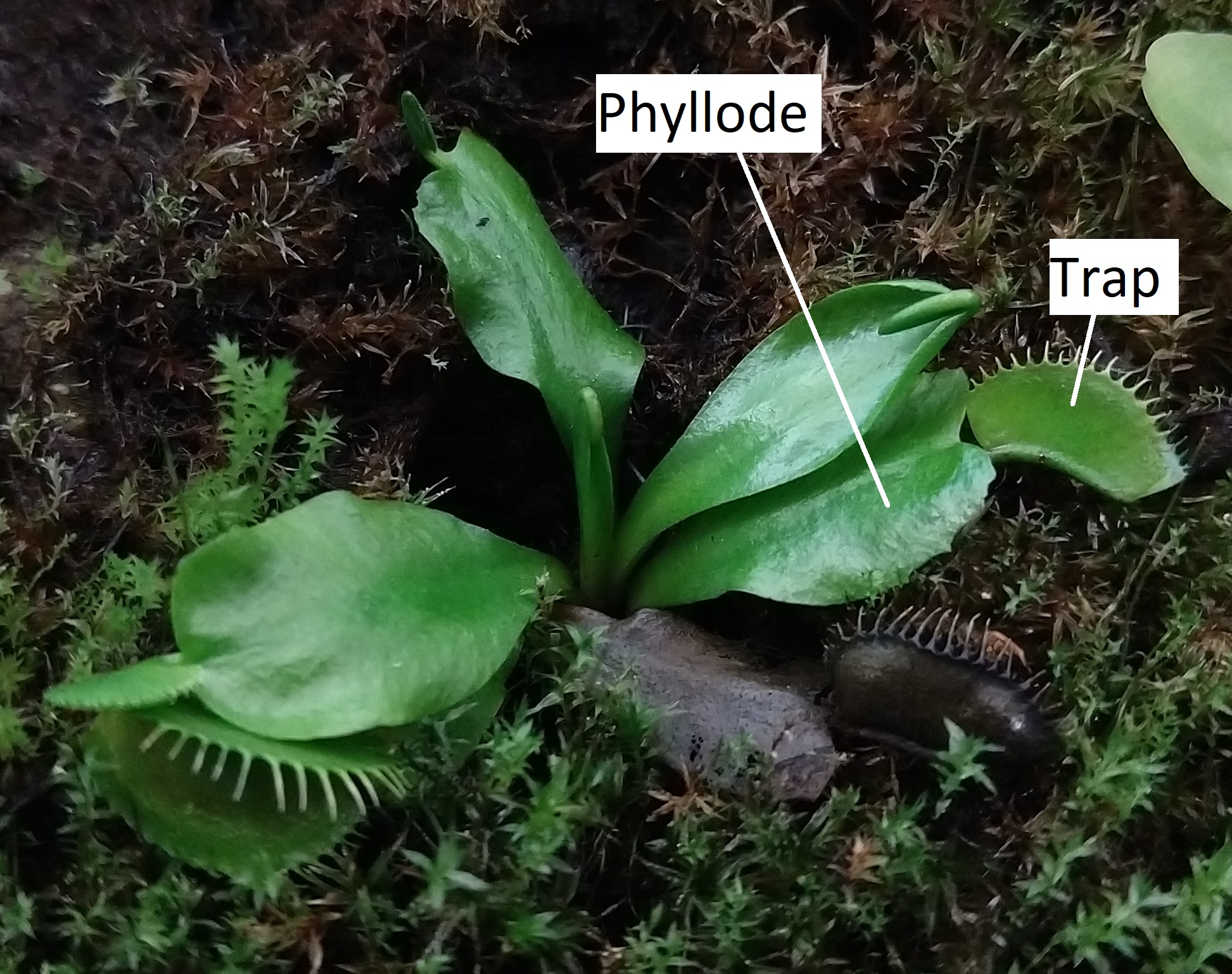 Dionaea (venus fly trap) leaf trap with teeth and flattened phyllode, labeled