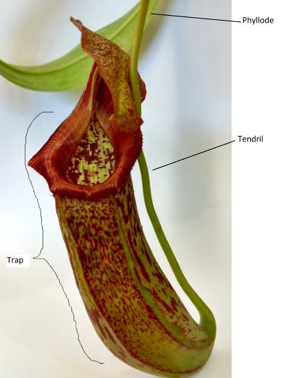 Nepenthes (a pitcher plant) leaf trap, tendril, and phyllode, labeled