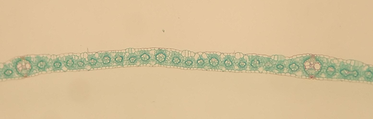 A cross section of a Zea mays (corn) leaf
