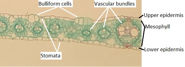 A labeled cross section of a Zea mays (corn) leaf