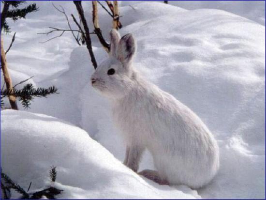 A white snowshoe hare sits in the snow surrounded by branches of conifer trees. It has small black eyes and upright ears.