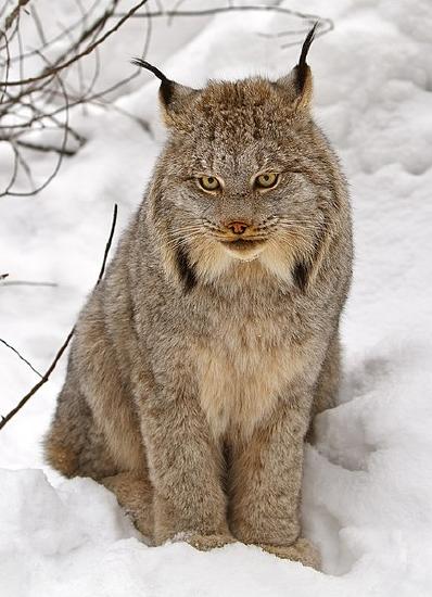 A Canada lynx with brown and gray fur and black tufts extending from its ears sits in the snow