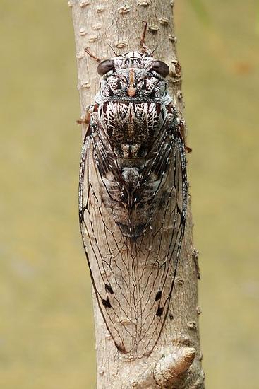 A large, oval-shaped cicada with transparent wings feeds on a tree with light-colored bark.