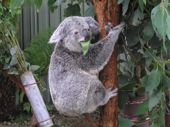A gray, furry koala with a large, black nose grasps the trunk of a eucalyptus tree while feeding on one of the leaves. 
