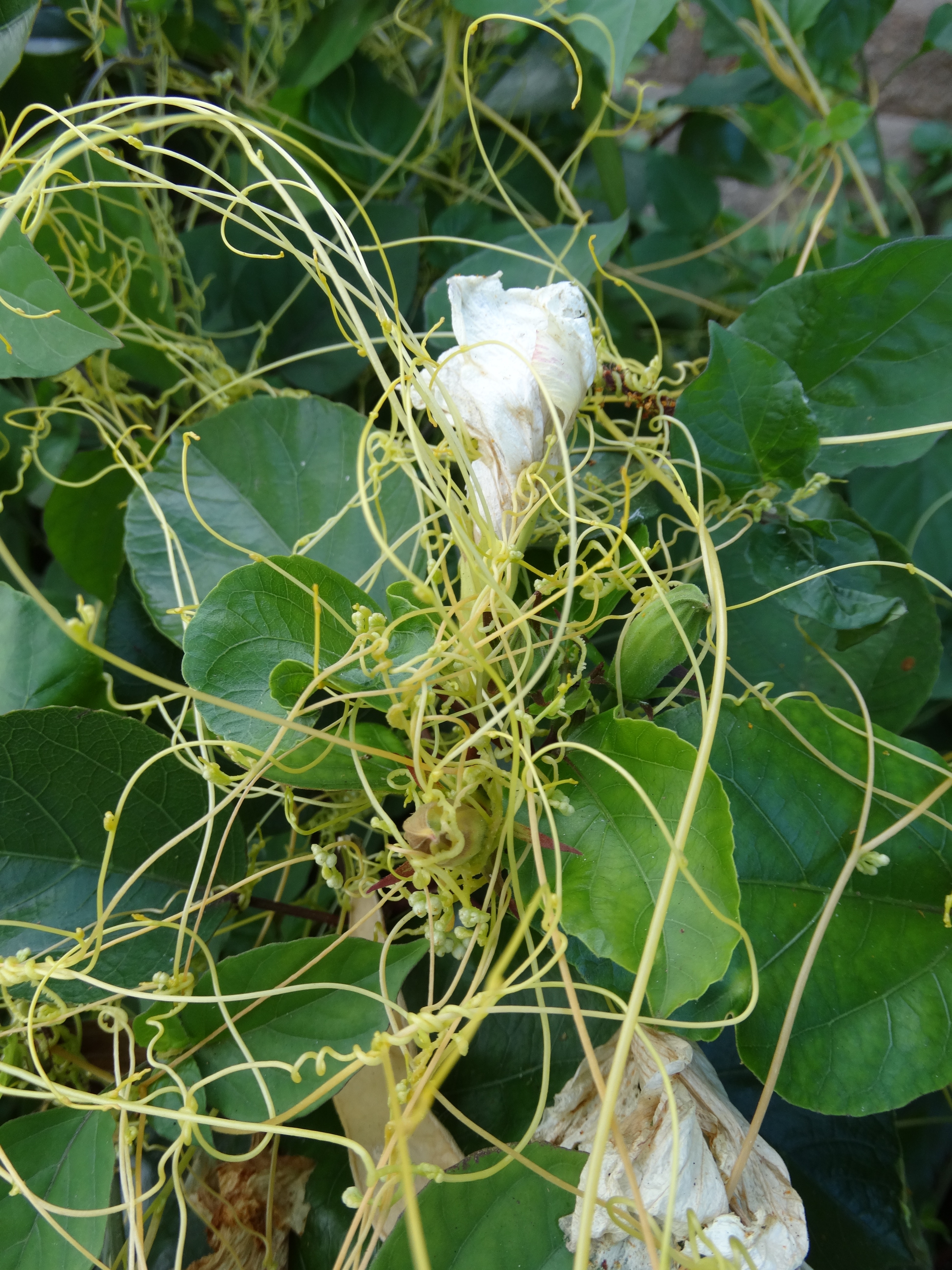 Dodder on its host plant, white hibiscus. Dodder has light yellow-green, spindly stems and wraps around the host. 