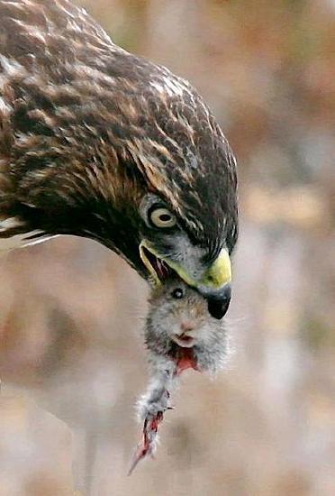 A close-up view of a hawk with a dead vole in its beak
