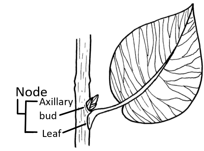 A node, including the axillary bud (above) and leaf (below)