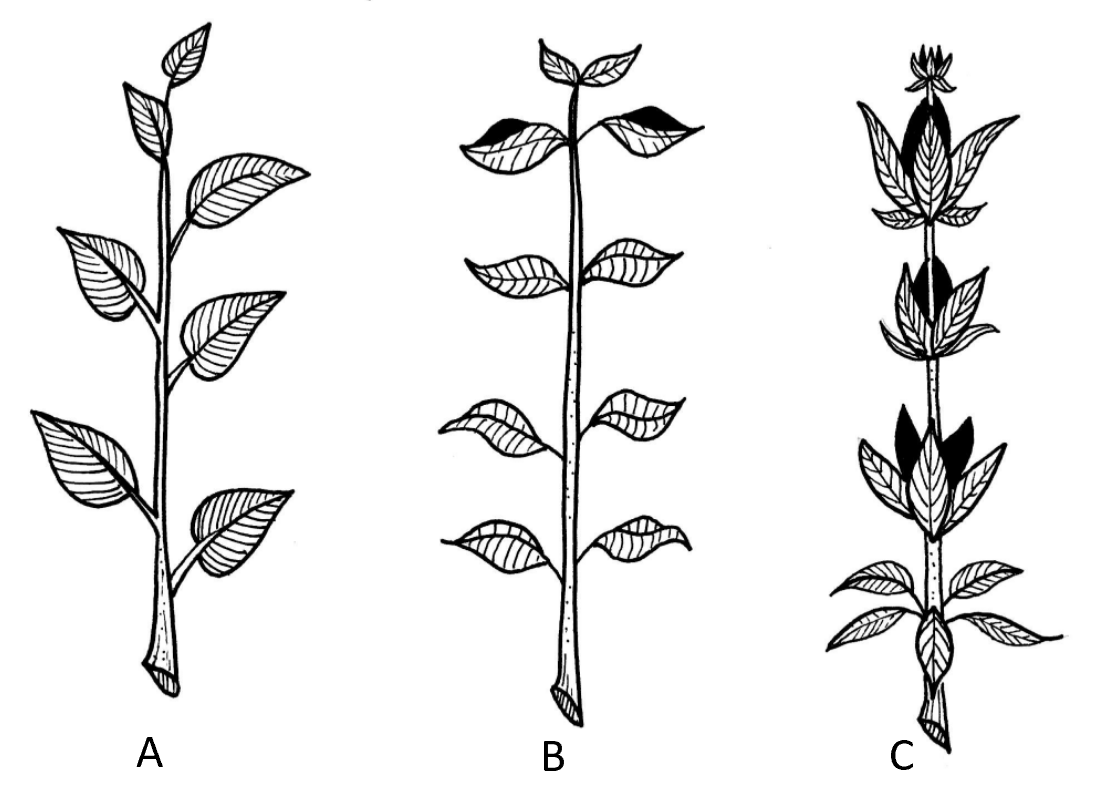 Leaf arrangement. From left to right: alternate arrangement, opposite arrangement, and whorled arrangement. 