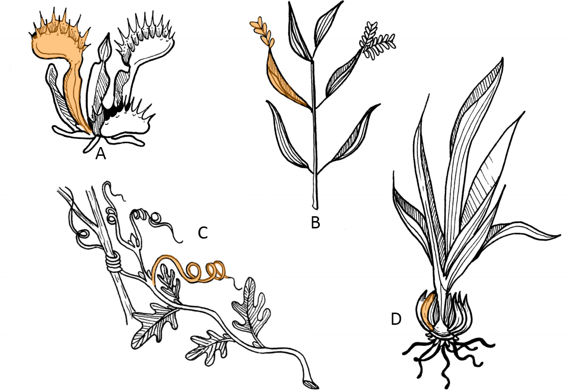 Examples of leaf modifications. A single leaf has been filled in on each of the four examples.