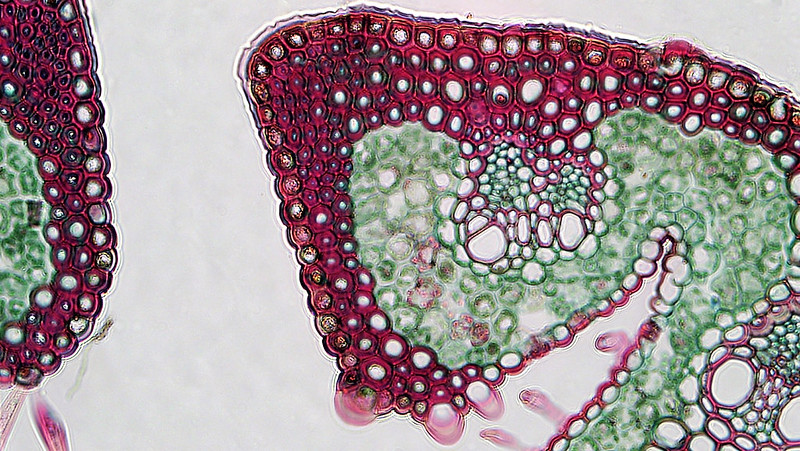 A close up of the beach grass (Ammophila) leaf, showing the bulliform cells on the right side