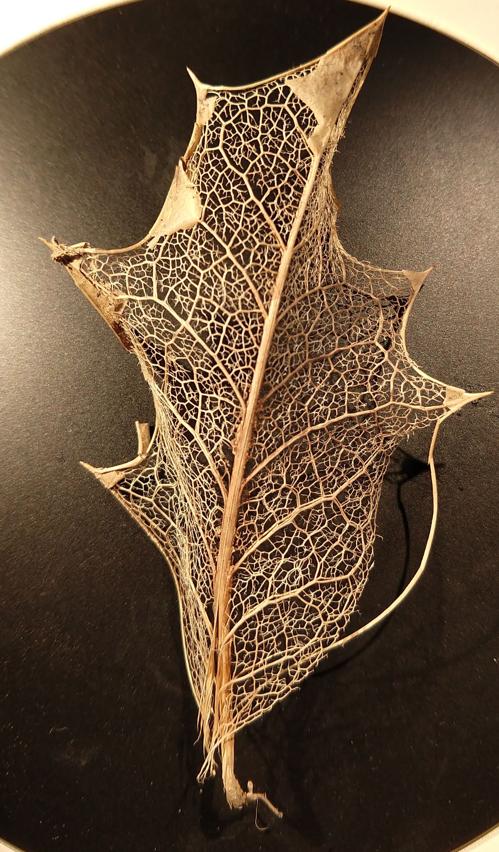 A skeletal holly leaf showing netted venation