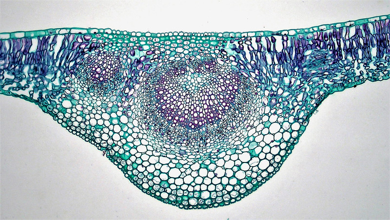 A cross section through the midrib of a eudicot leaf