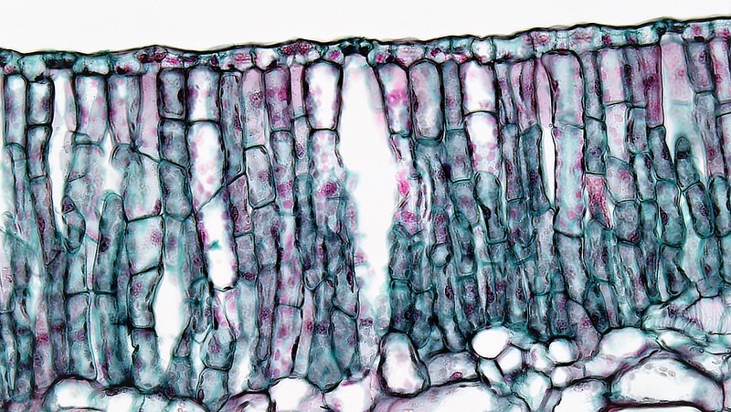 Stomata in the upper epidermis of the hydrophytic plant Nymphaea