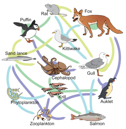 This food web shows multiple arrows going to and from consumers, indicating that each eats or is eaten by multiple species.