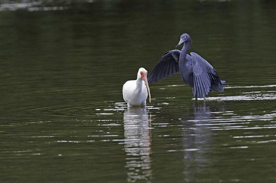 A Little Blue Heron hovers behind a White Ibis in a shallow body of water.