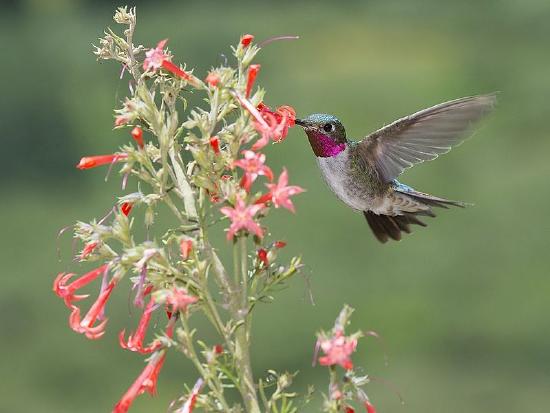 A hummingbird with a magenta throat, blue head, and gray body hovers with its beak in a tubular red flower.