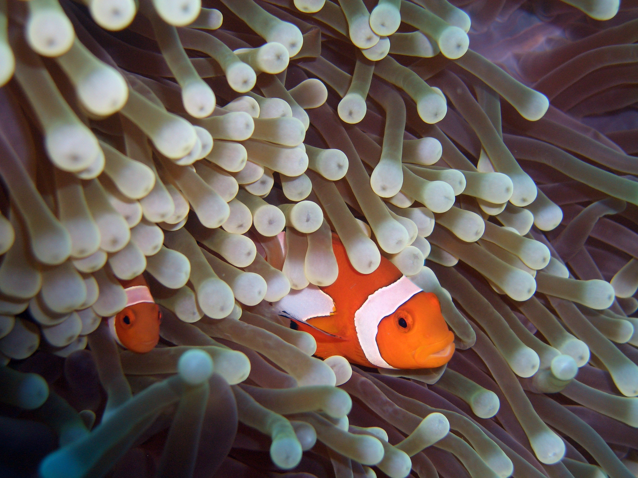 Un gran pez payaso rayado anaranjado y blanco y uno más pequeño rodeado de anenomas blancos alargados de mar.