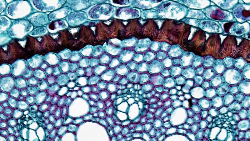 A close up of the endodermis and thick Casparian strip in a Smilax root
