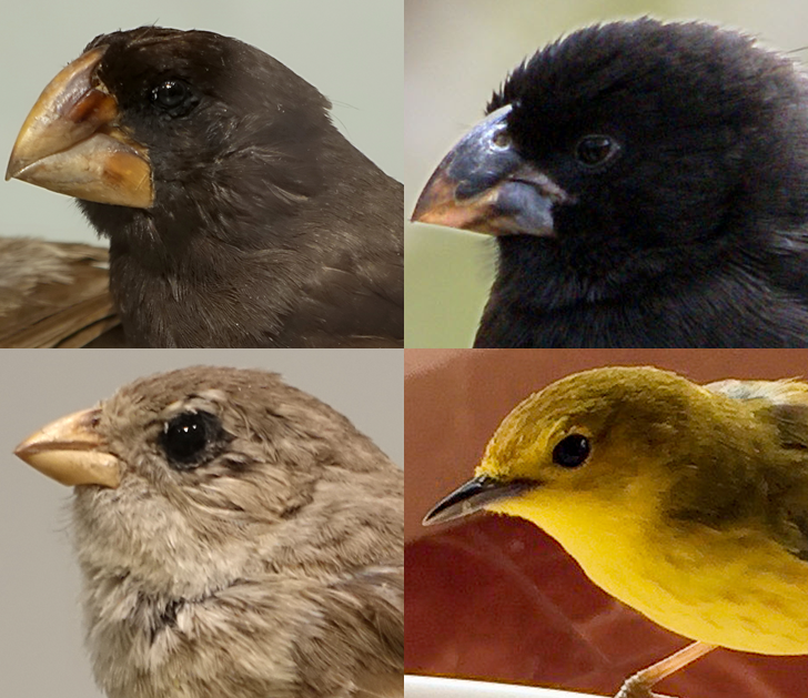 Darwin's_finches.png