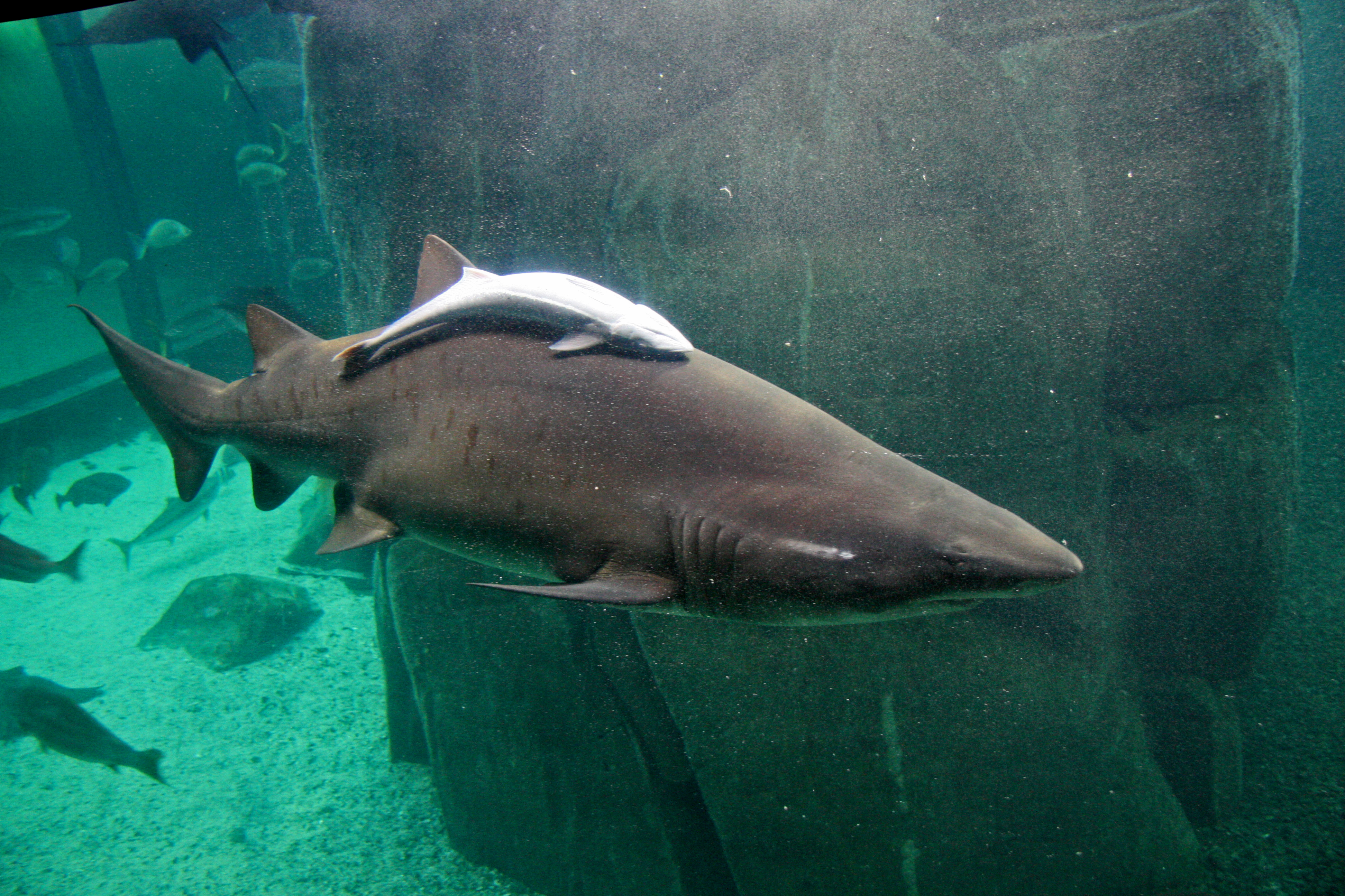 A light gray remora upside down and attached to the top of a shark in an aquarium