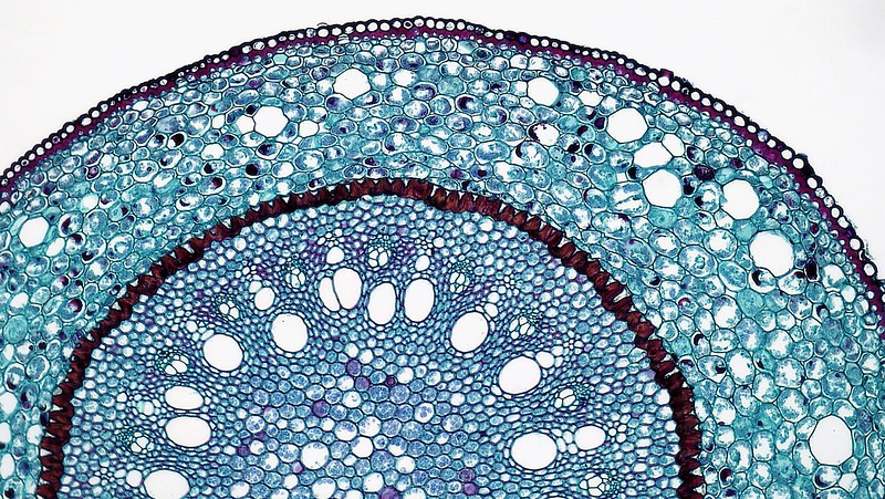 Cross section of a Smilax root