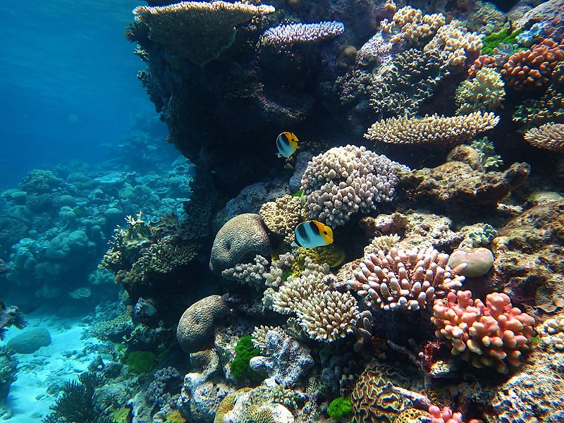 Dos peces mariposa de doble montura del Pacífico entre un telón de fondo de corales en Flynn Reef, sitio de buceo de Canchas de Tenis.