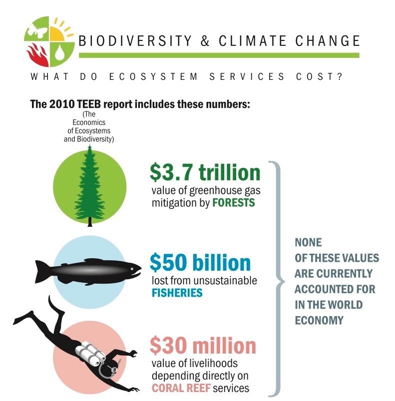 Bosque, peces y buzo ilustran el valor de tres servicios ecosistémicos.