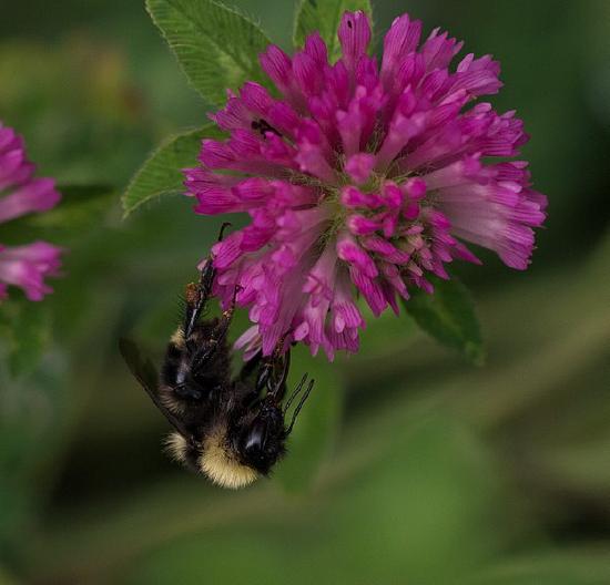 A black and yellow fuzzy bumblebee forages on small magenta flowers arranged in a sphere