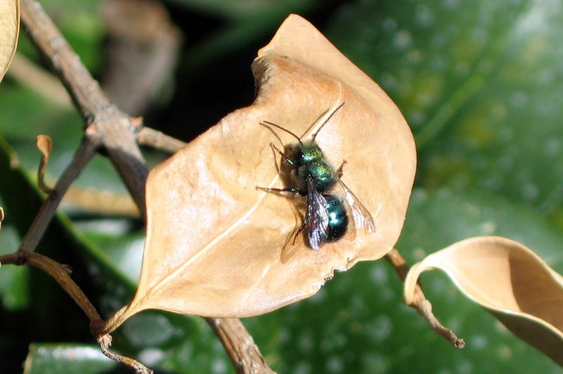 Una abeja de huerto azul con un cuerpo robusto y metálico se asienta sobre una hoja muerta.