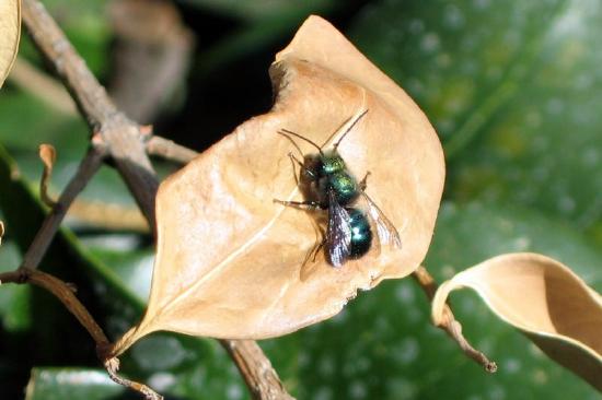 A blue orchard bee with a robust, metallic body sits on a dead leaf.