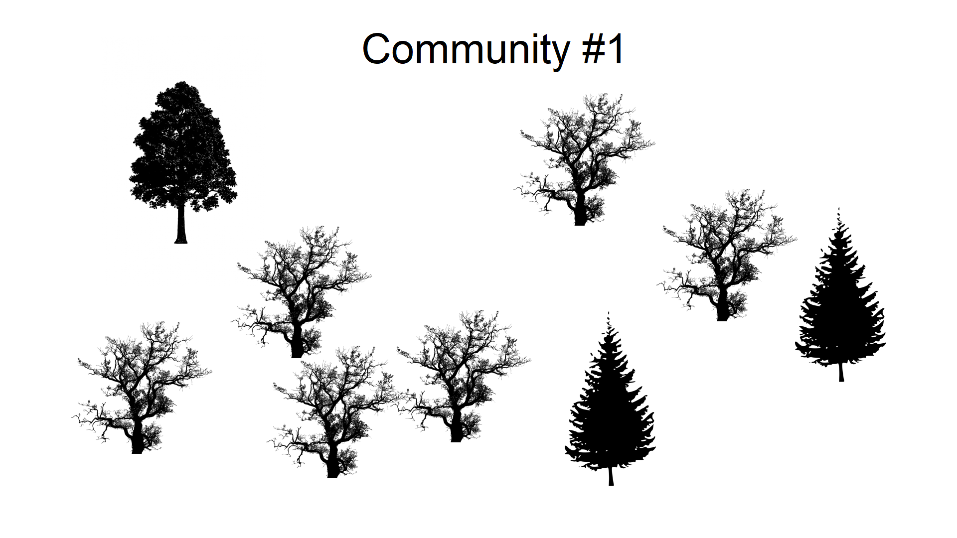 La comunidad arbórea #1 tiene seis individuos de una especie de ramificación irregular, un individuo con hojas densamente empaquetadas y dos coníferas.