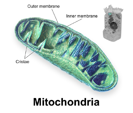 A peanut-shaped mitochondrion consists of an outer membrane and an inner folded membrane.
