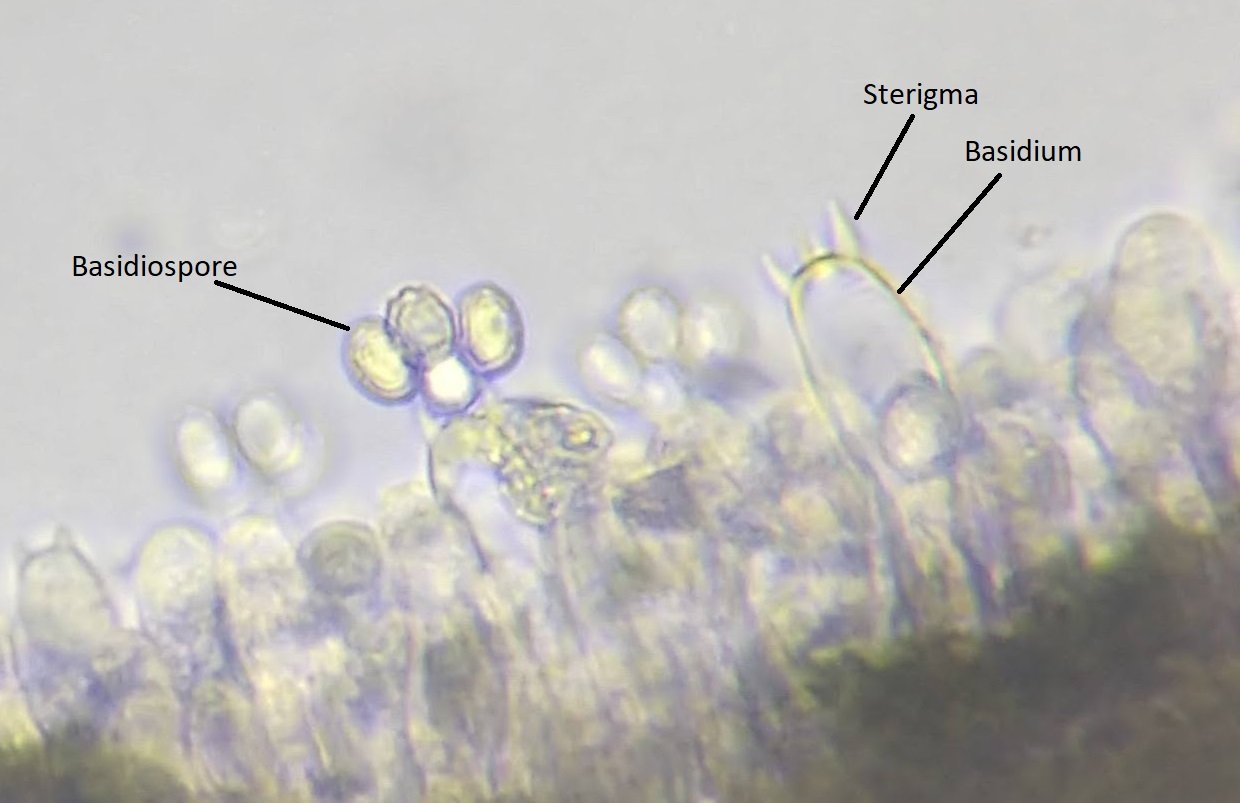 A microscopic view of basidiospores being produced on basidia