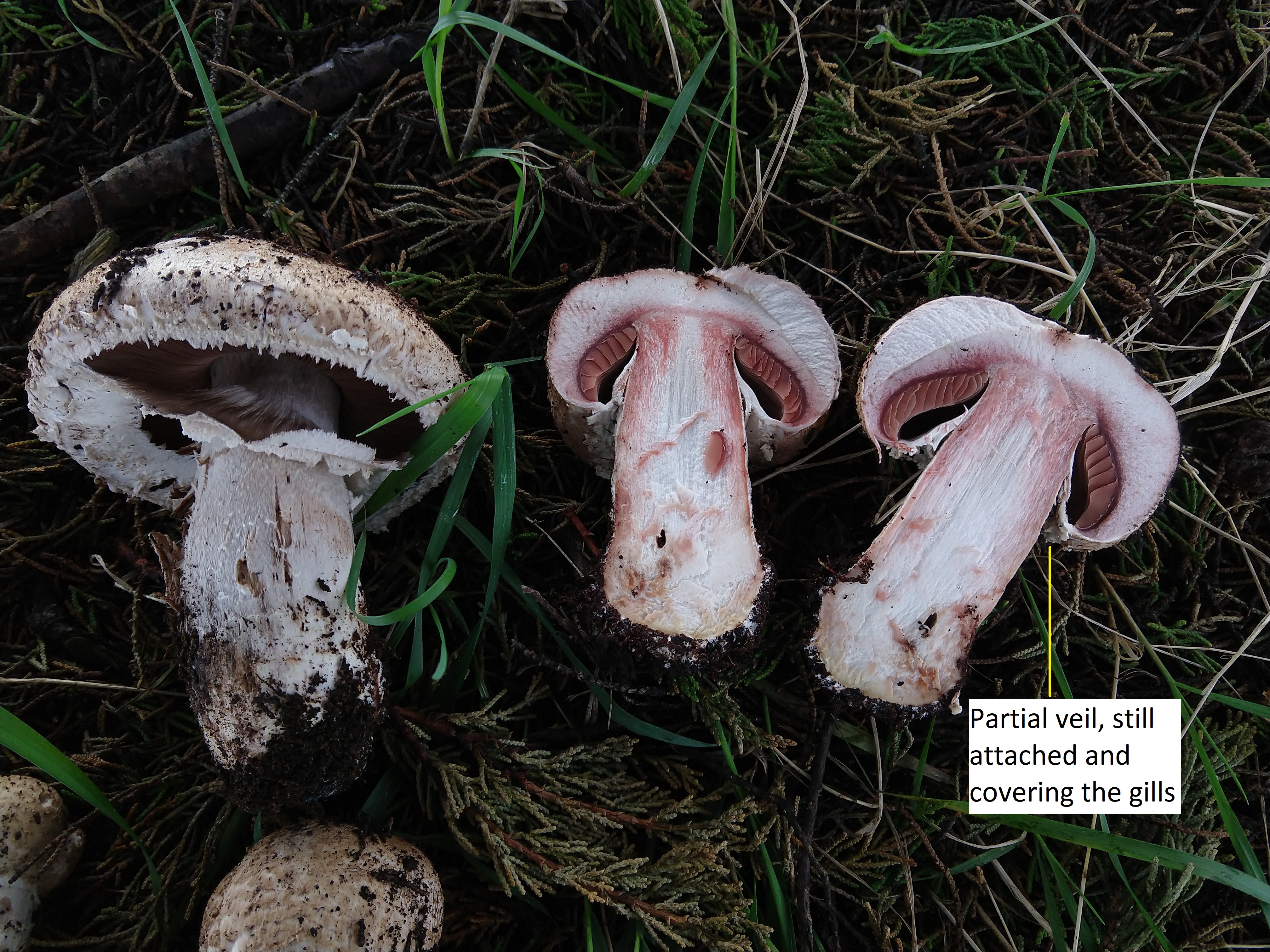 Two Agaricus fruiting bodies, the one on the right has been cut in half, showing partial veil detachment 