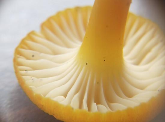 A mushroom with gills