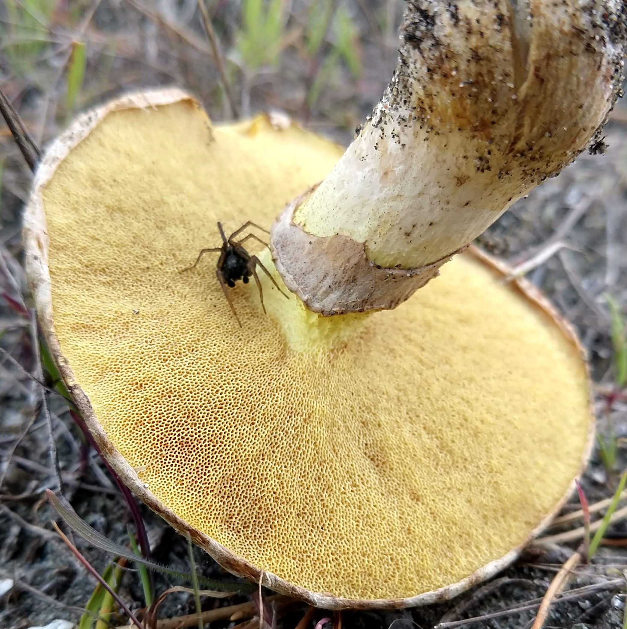 Un hongo con poros medianos