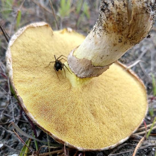 A mushroom with medium-sized pores