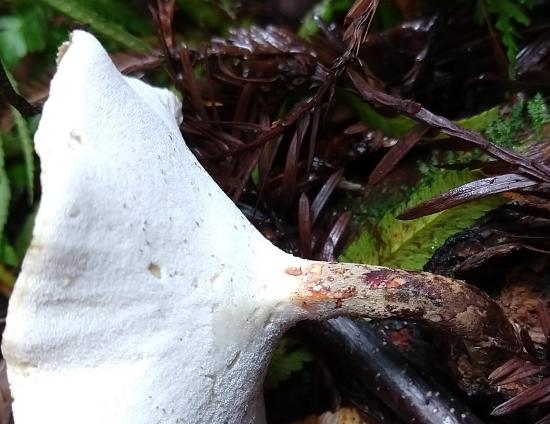 A mushroom with very small pores