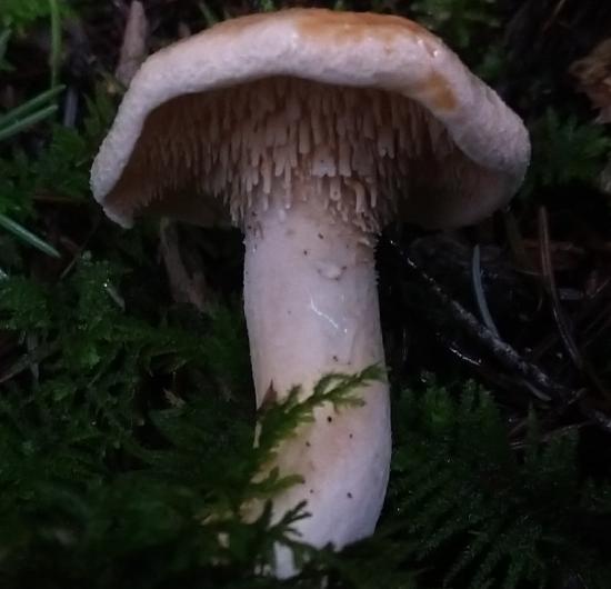 Another mushroom with teeth, closer