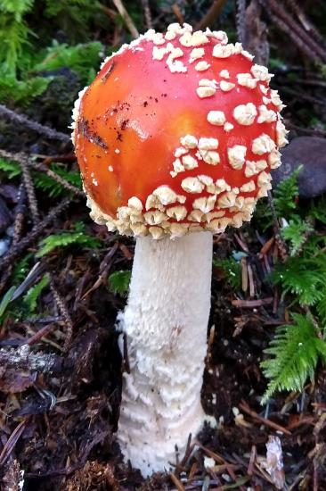A slightly older Amanita. The universal veil has broken into warts on the pileus and a volva at the base of the stipe. 