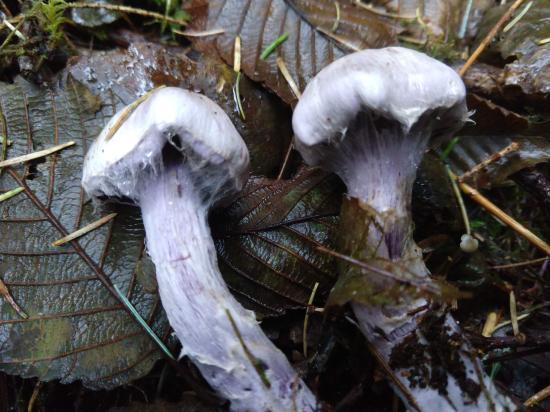 Two mushrooms with cobwebby partial veils (made of many strands of hyphae)