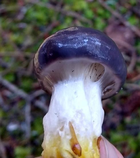 A mushroom with a partial veil made of slime. There are a few holes in the veil and arthropods (likely springtails) can be seen on the gills. 