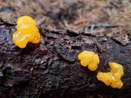 yellow blobs of gelatinous fungus on a log