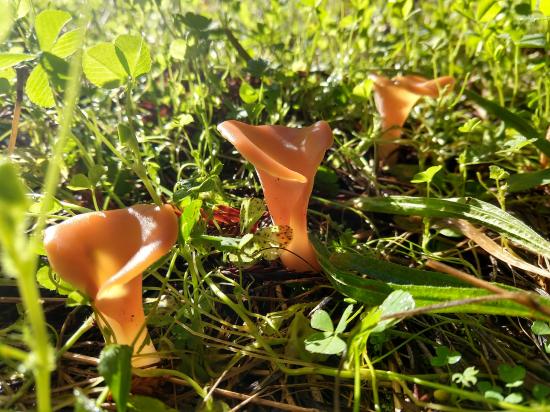 Apricot-colored, vase-shaped fungi that look like they are made of fruit leather