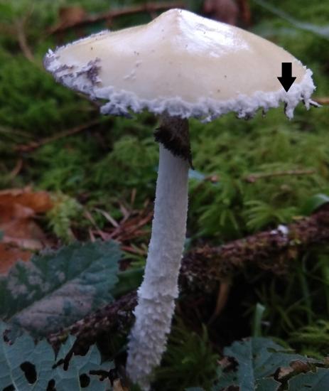 A mushroom with a partial veil attached to the edge of the cap, indicated by an arrow